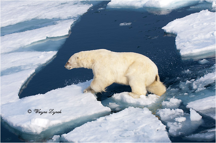 Polar Bear on Pack Ice 200 by Dr. Wayne Lynch &copy;